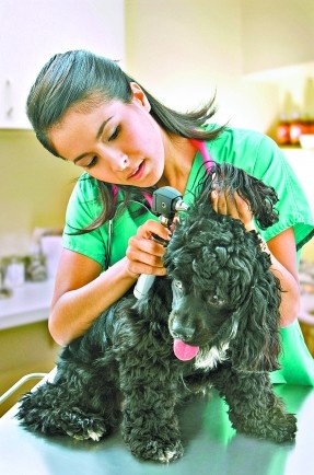 粤狂犬病发病率高居全国第二 中心城区高于农