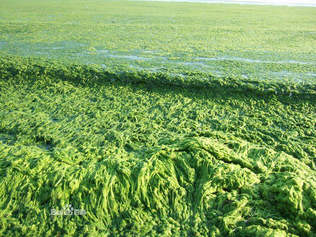 浒苔是什么植物 青岛为什么会浒苔疯长出现浒